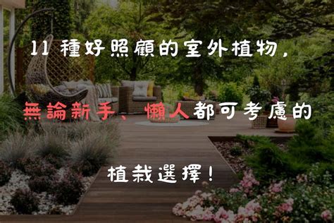 種什麼樹最好|11 種好照顧的室外植物，無論新手、懶人都可考慮的。